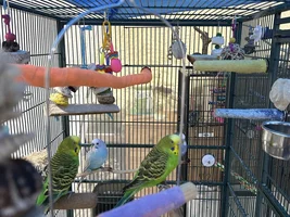 Tom the Con-Man and the Flock!