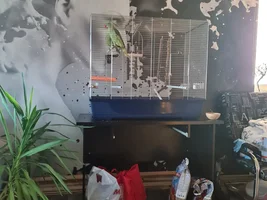 New Alexandrine owner