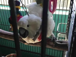 Worried about my cockatoos health