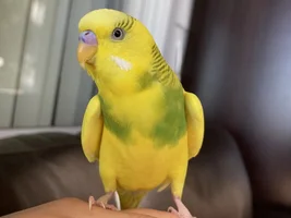 Is my budgie a boy or a girl?