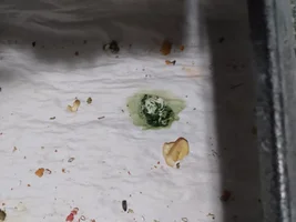 Senegal poop