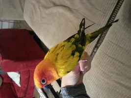 Paisley's "pied" feathers.  unique I think.