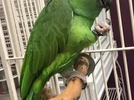 Bitey, Shoulder-Loving, 40yr old YNA Rescue. HELP