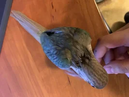 Molting?