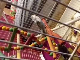 Splayed Budgies Update: 33 and 35 days old.