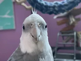 Lemme see ya favorite pics of your birbies 👁️👄👁️