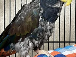 Bronze winged Pionus, terrified and vicious... please help