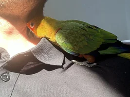 Is this sun or jenday conure?