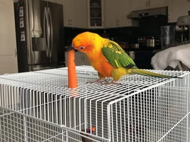 My Son Passed Yesterday