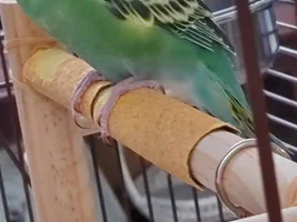 HELP please. Is this an early sign of Scaly Mites on my Budgie's feet?