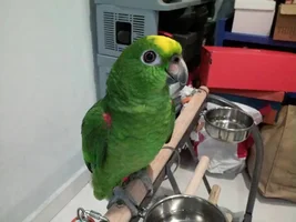 Sunray - My new yellow crowned amazon