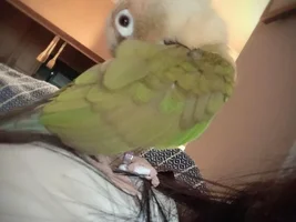 Pineapple Green Cheek Conure needs a new home, requires special care.