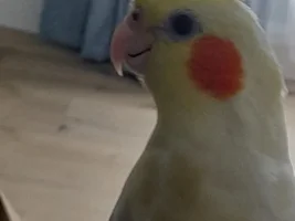 Raising baby birds is a pain! Pippen's story/life thread😊