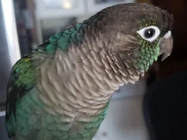 Green Cheek Conure - Color/Genetics question