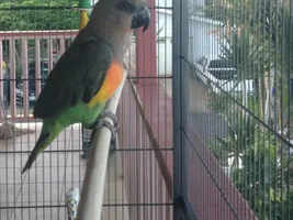 My Red Belly, Duncan