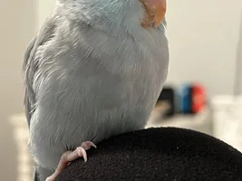 Bumble-ing Along