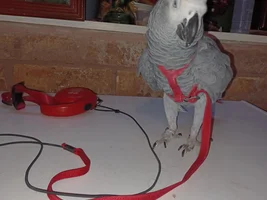 Harness recommendations for an amazon parrot?