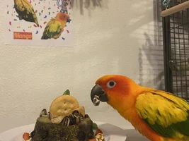 Happy Hatch Day Mango!