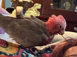 non-urgent mischief update!