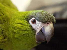 Hahnzel Left for the Rainbow bridge today