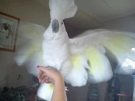 Cockatoo fully flighted