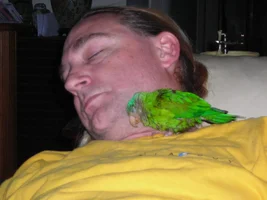 Grey cheek parakeets (Brotogeris)