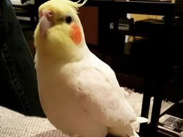 Angel had surgery!