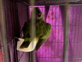 Senegal parrot behavior