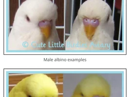 New member and question about parakeets' gender