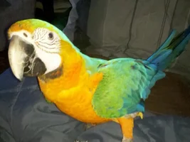 New macaw joining the forum