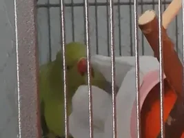 New Baby female or male
