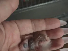 Dark crop on 2 day old chick