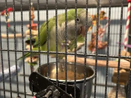 Tom the Con-Man and the Flock!