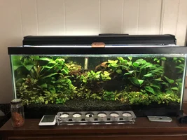Nature scape bird cage setup