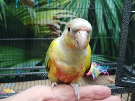 Indian Ringneck taming/time in cage.