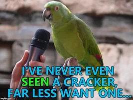 Parrot jokes/ memes