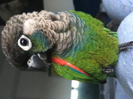 Pearly conure?