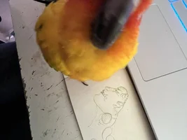 Leaving to college soon and I can’t bring my sun Conure. Any advice?
