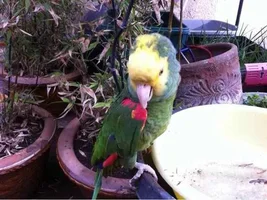 Double yellow head amazon