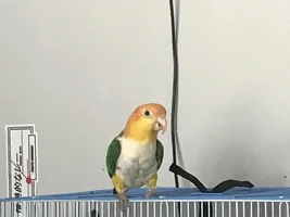 New Caique Owner!