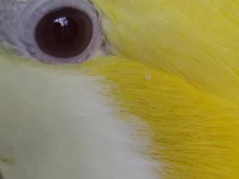 Ornithology:  Share and discuss scientific articles on parrots!