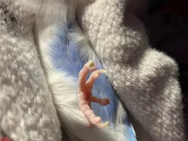 Urgent parakeet help