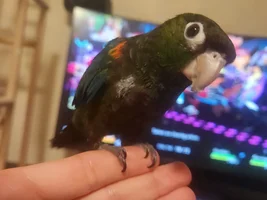Is my conure plucking?