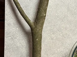 Is a chinquapin branch safe to use as a perch?