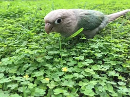 My Green Cheek Conure won't eat vegetables.