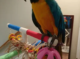 Some good toys!