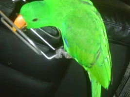 Can anybody help me identify my eclectus?