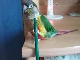 Small bird photo thread!