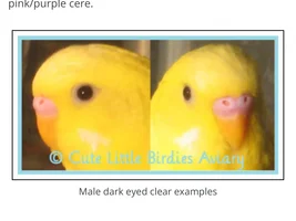 New member and question about parakeets' gender