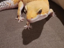 Happy Hatchday Charles!
